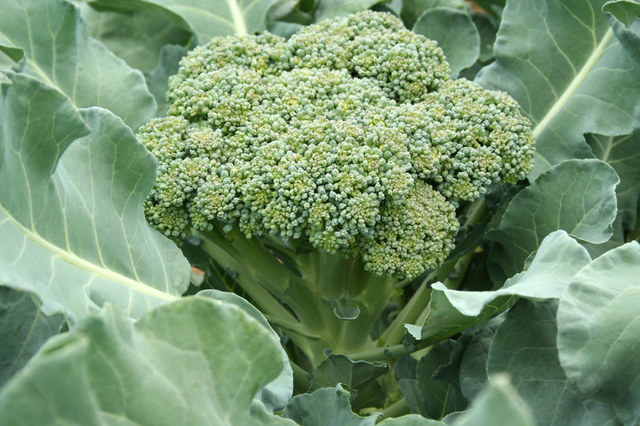 plant date for broccoli