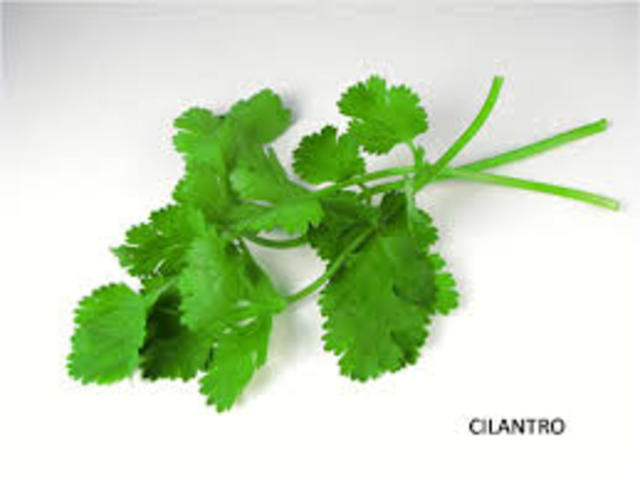 when to transplant cilantro