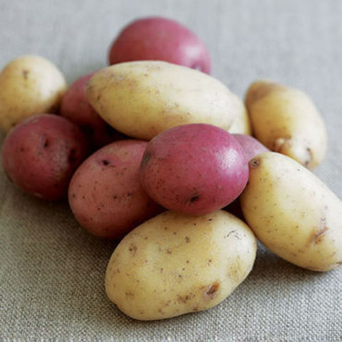harvest date for new potato