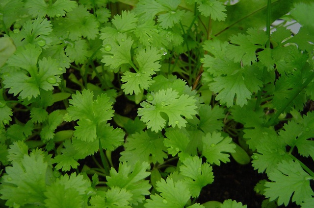 harvest for cilantro