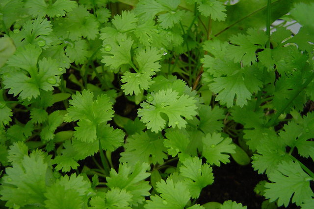 plant date for cilantro