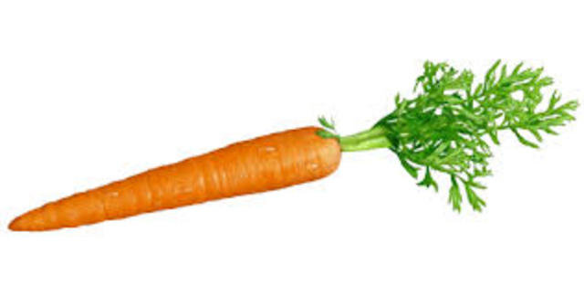 harvest date of carrot