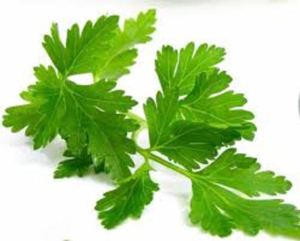 when parsley should be harvested