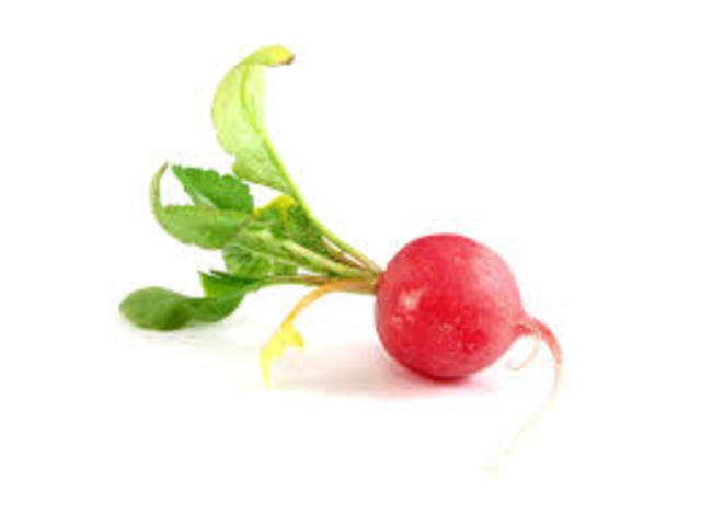 harvest date of radish