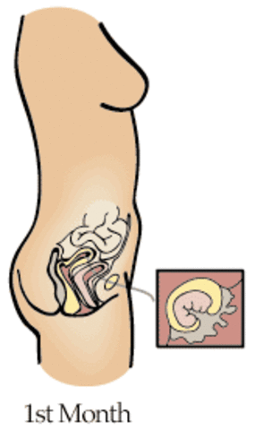 First Month Of Pregenacy