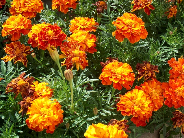 plant date for marigold