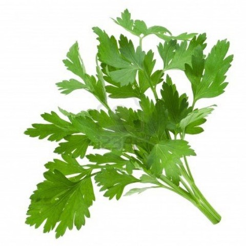 when to plant parsley