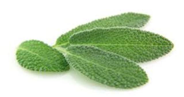 when to plant sage