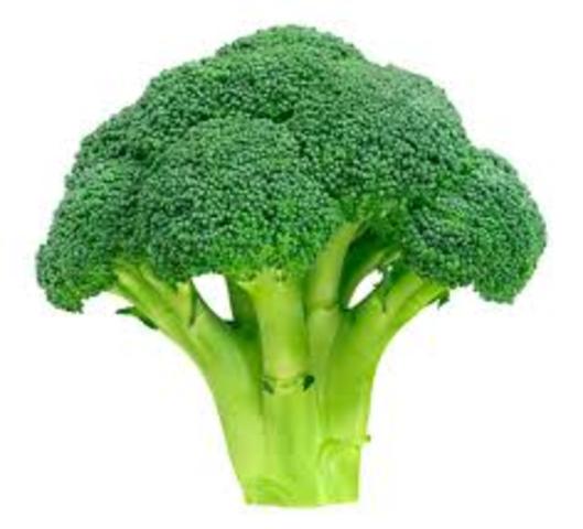 harvest date of broccoli