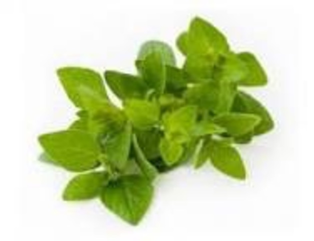 plant date for oregano
