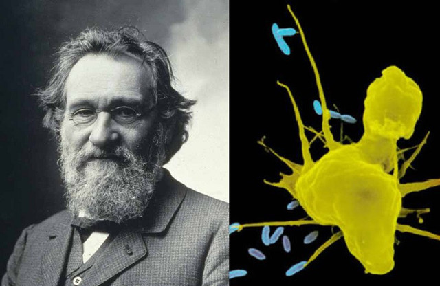Elie Metchnikoff: FENÓMENO DE LA FAGOCITOSIS