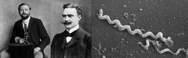 Fritz Schaudinn y Erich Hoffmann: DESCUBRIMIENTO DE LA SÍFILIS