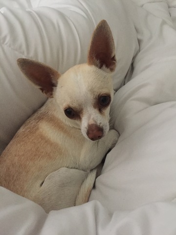 Peaches is now part of my family!!