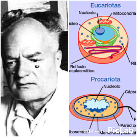 Édouard Chatton:CLASIFICACIÓN  EN PROCARIOTAS Y EUCARIOTAS