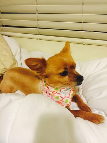 I got my very first puppy, Nelly!!