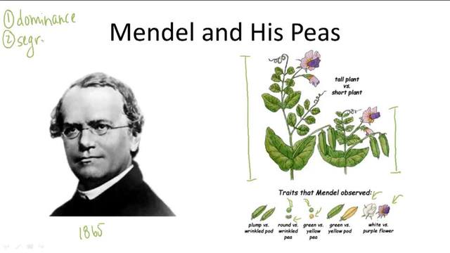 gregor mendel