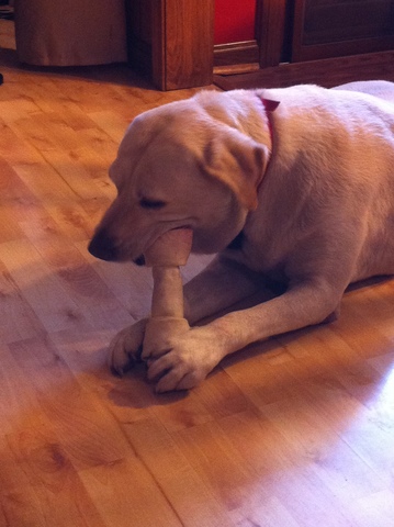 We had to say goodbye to our dog Molly of 13 years