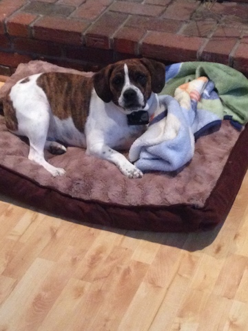 We got our puppy, Moose!