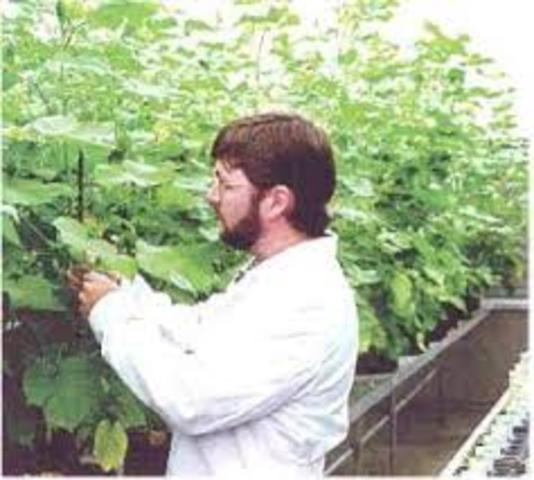 Primera aprobación de pruebas de campo con algodón genéticamente modificado (algodón Bt)