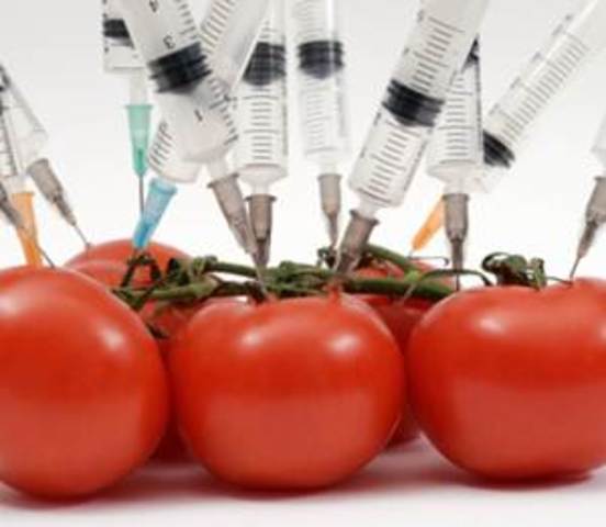 Primera aprobación de un producto completo producido por biotecnología: tomate FlavrSavr (C)