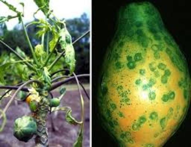 Cinco paises de Asia forman un consorcio para desarrollar papayas resistentes a enfermedades.