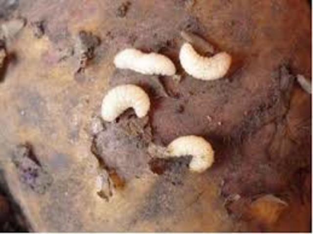 Estudio de gusanos. Francesco Redi