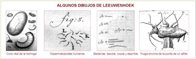 Descubrimiento de bacterias. Antoni van Leeuwenhoek.