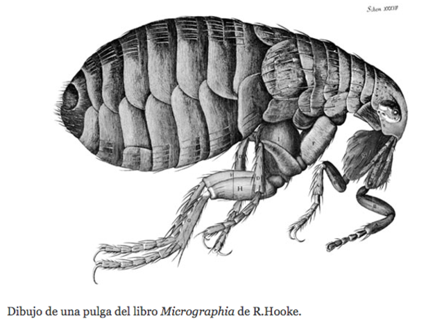 Micrographia - Robert Hooke