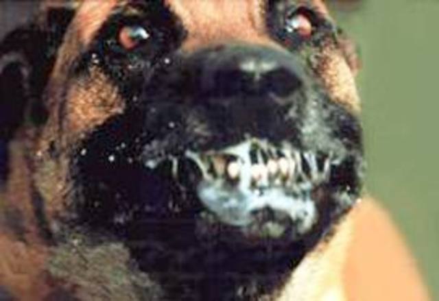 Vacuna contra la rabia