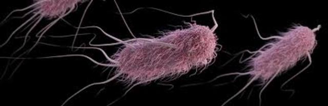 Descubrimiento de Escherichia coli.