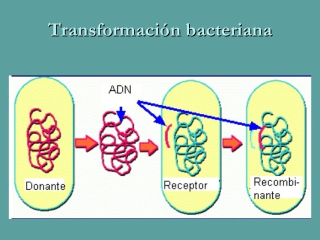 Descubrimiento de la transformacion bacteriana.