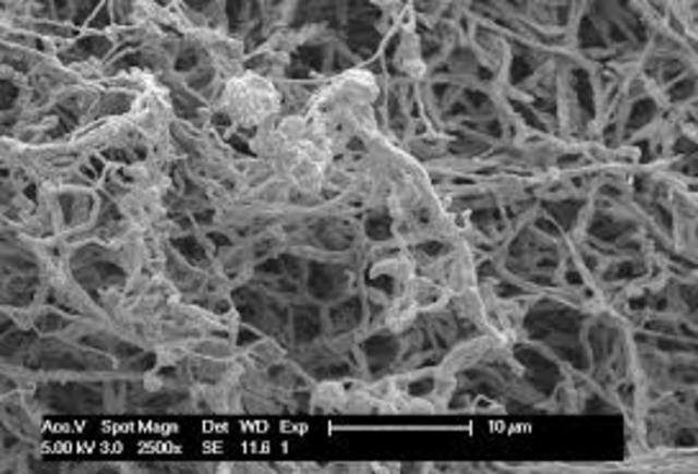 Genoma del Saccharopolyspora erythraea,