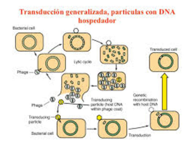 Transducción Generalizada