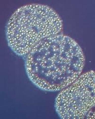 Crecimiento autotrófico de losquimiolitótrofos.