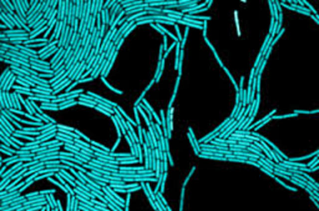 Ecologia microbiana molecular.Norman Pace.