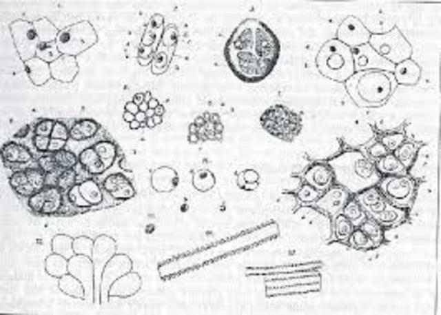 Demostró la gran barrera entre los reinos animal y vegetal, Acuñó el termino "metabolismo".
