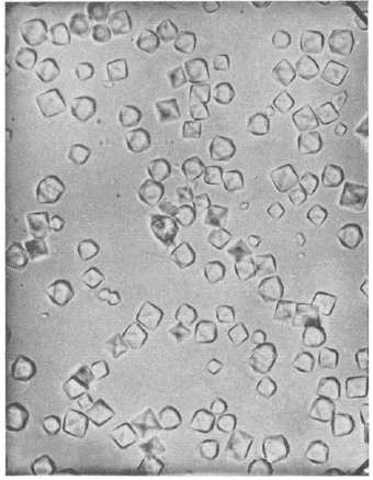 LAS ENZIMAS SON PROTEÍNAS