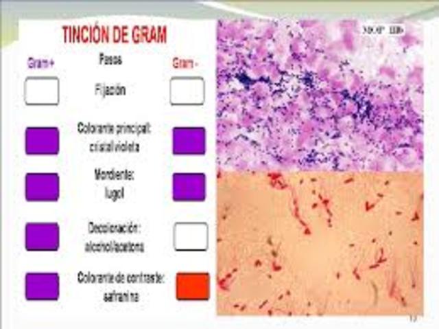 Desarrolla su método de tinción de bacterias. Christian Gram.