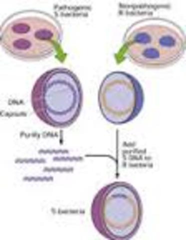 Descubren que el DNA es material genetico. Oswald Avery y Maclyn Mccarty.