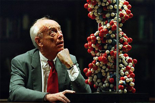 Descubrieron la estructura molecular del DNA. James Watson y Francis Crick.