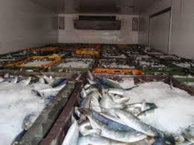 congelacion del pescado