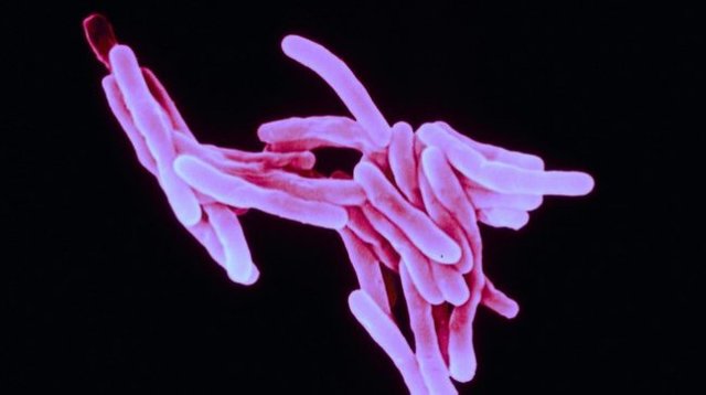 bacterias causantes de la tuberculosis y el colera
