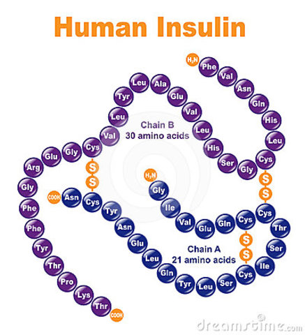 Insulina humana