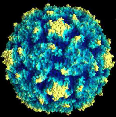 Virus poliomielitis.