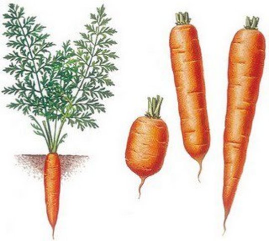 Raices de zanahoria.