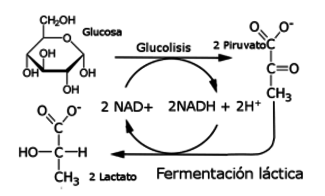 Fermentación láctica