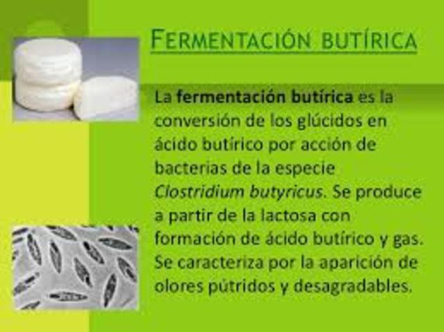 Fermentación butírica
