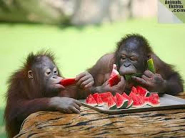 The day I became vegan!