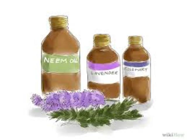 Primer insecticida natural