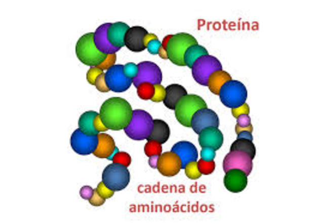Proteínas